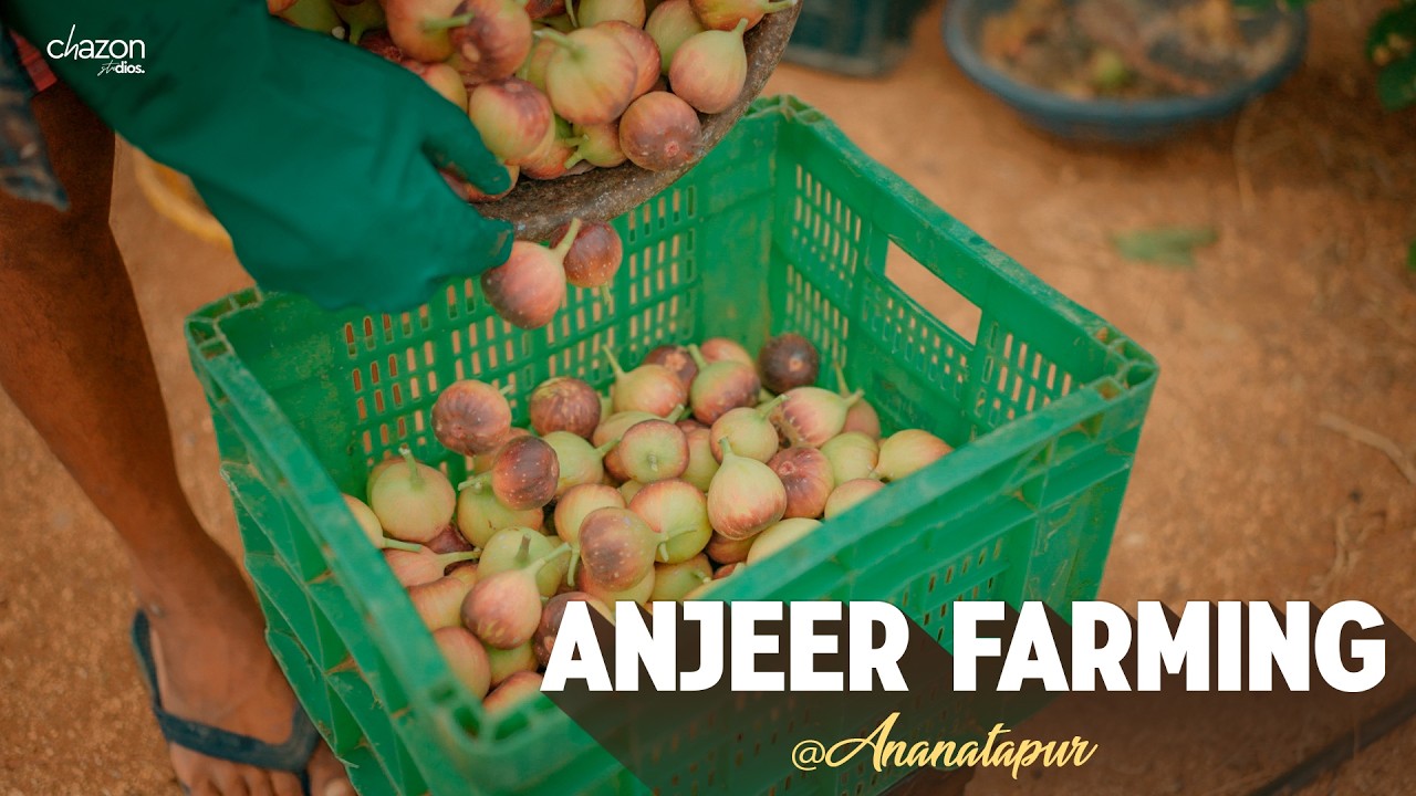 Anjeer Farming Documentary | Kodimi, Anantapur, Andhrapradesh