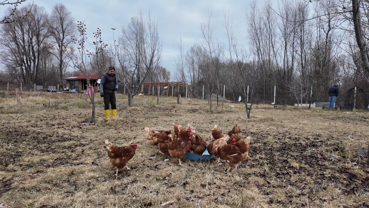 Yeni Yol Açıldı - Eski Ağaçlar Artık Yok - Tavuklar Rekora Doymuyor