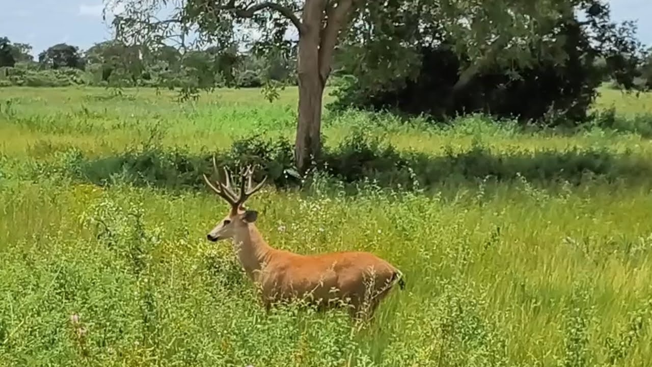 Transpantaneira, imagens perfeitas, lugar maravilhoso 