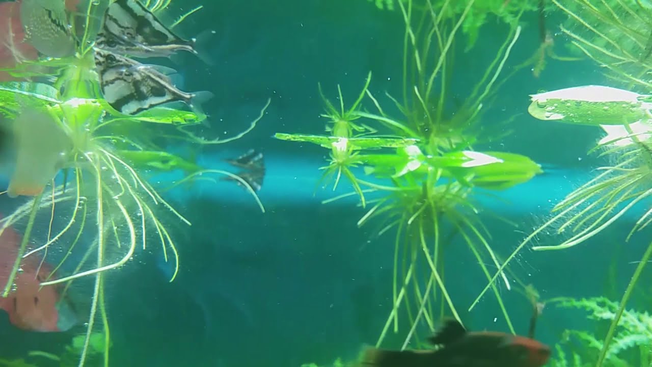Карнегиелла или клинобрюшка мраморная  (Carnegiella strigata)