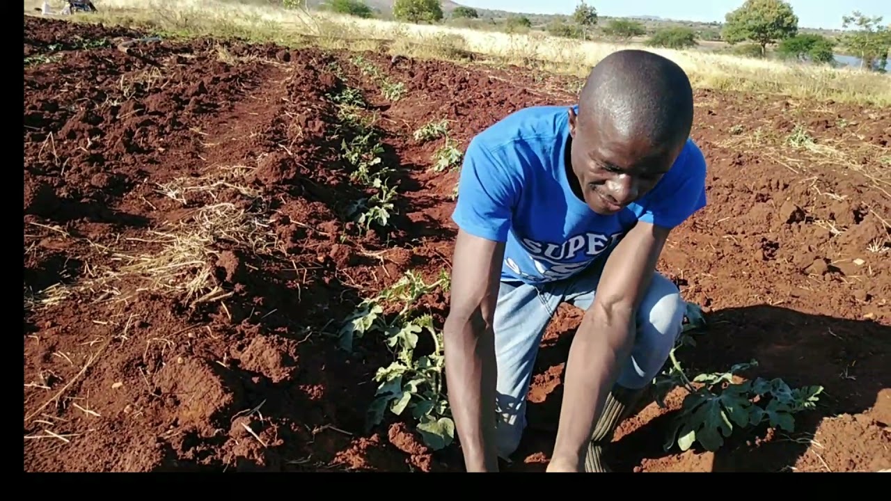 How to identify pest and disease in young watermelon plants and protecting it #letsgrowtogether
