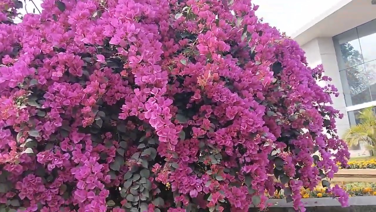 ফুল চারিপাশে সৌরভ ছড়ায়,,,,,,,।