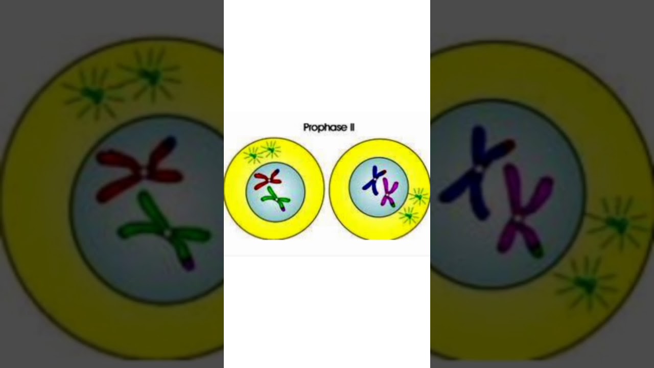 Zoology Practical in Odia ,ProPhase II,CHSE, Science,Zoology ,Odia #Shorts #Odia #Zoology #Science