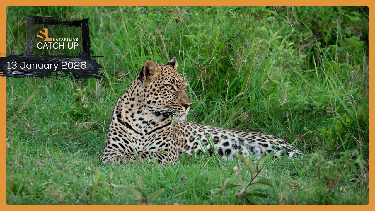 Lions, leopard, and cheetah - SafariLIVE Catch Up, 13 January 2026