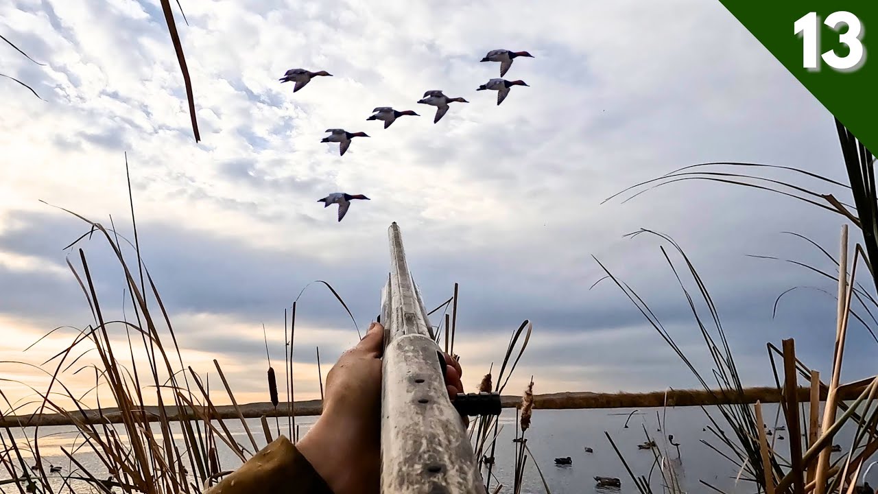 7 SPECIES Mixed Bag In A PUBLIC MARSH (Limited Out) | DUCK HUNTING 2025