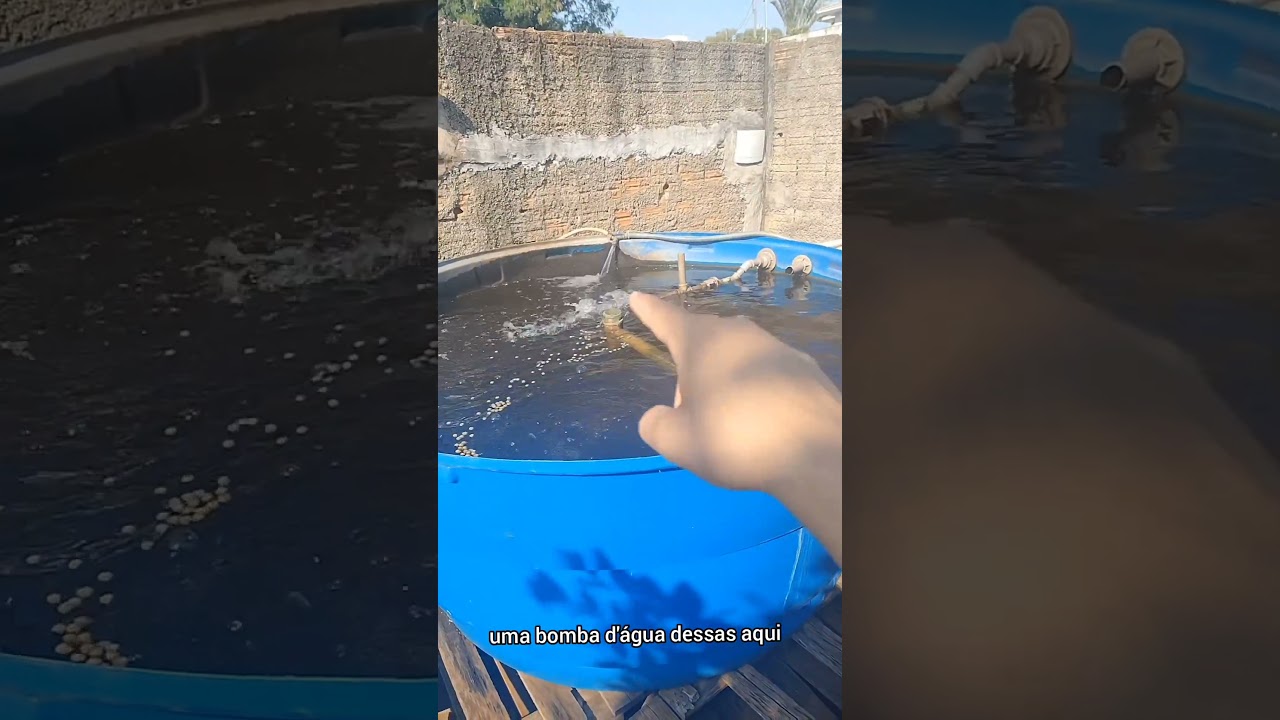 Quanto gasta por m&ecirc;s criar til&aacute;pia em caixa d'&aacute;gua? #aquaponia #piscicultura