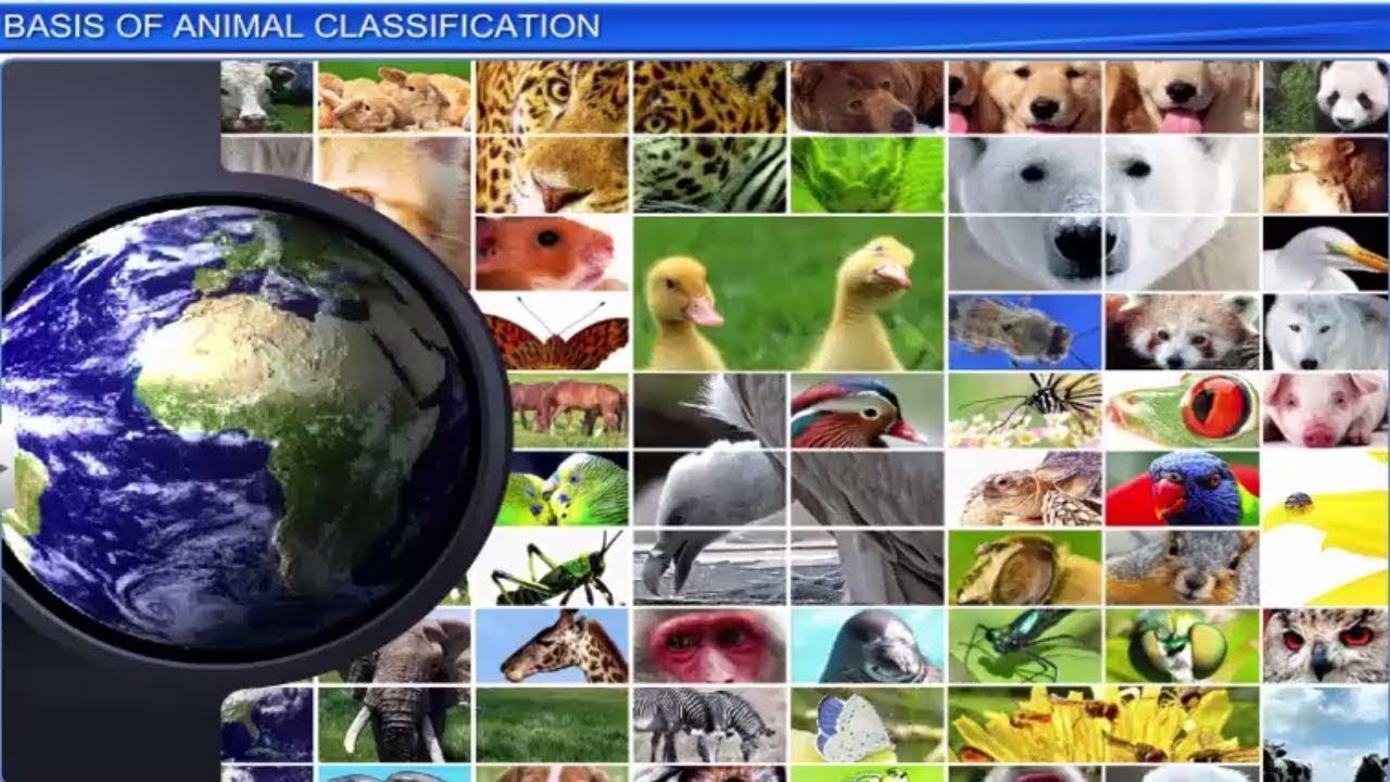 CBSE Class 11 Biology ||  Basis of Animal Classification || By Shiksha House