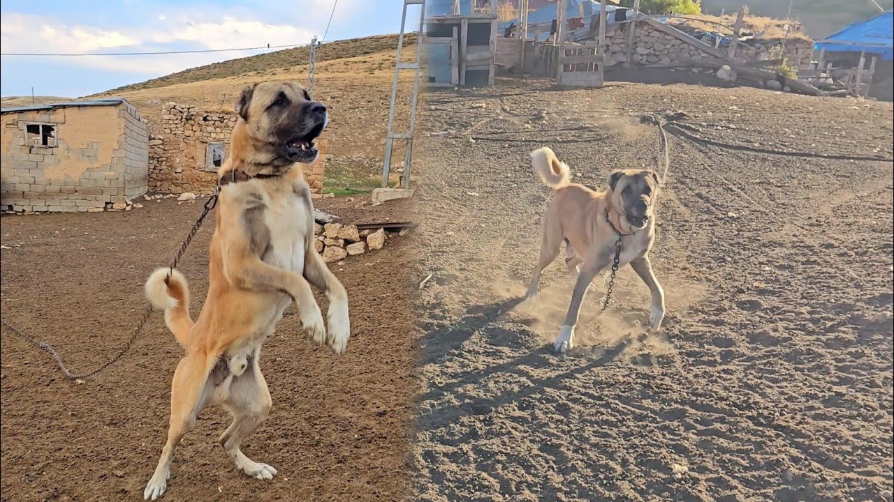 TYSON VE ABİSİ KAFA KAFAYA GELDİ~YAVRULARA NE OLDU???