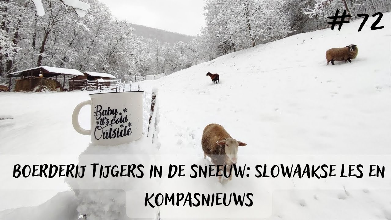 🧭72 | Boerderijtijgers in de sneeuw, Slowaakse Les en Kompas Nieuws 