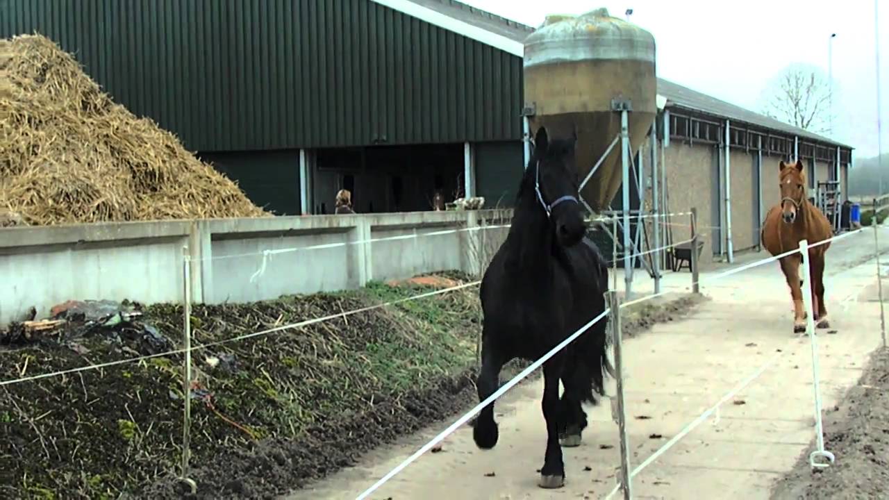 voor het eerst op de wei 2011 stal de sprong