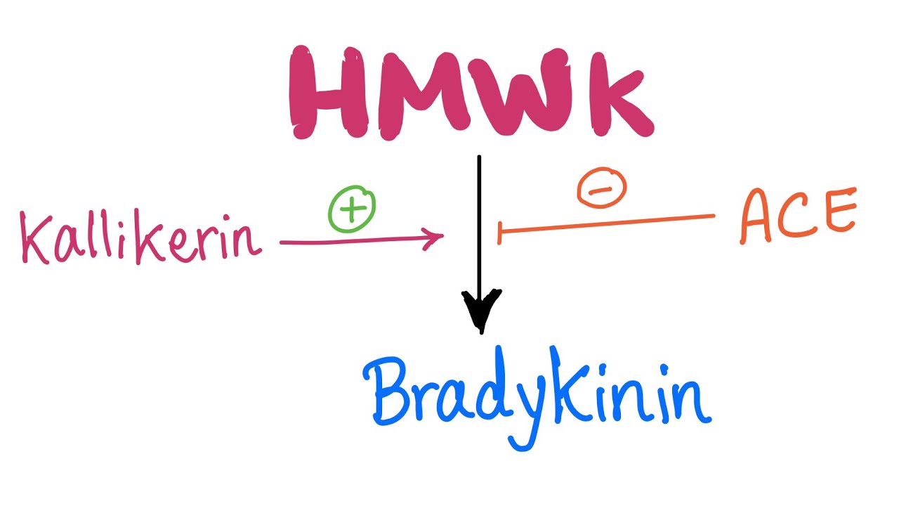 Kallikrein-Kinin​ System (Pathway)-  Let’s make Bradykinin - Physiology, Biochemistry, Pharmacology