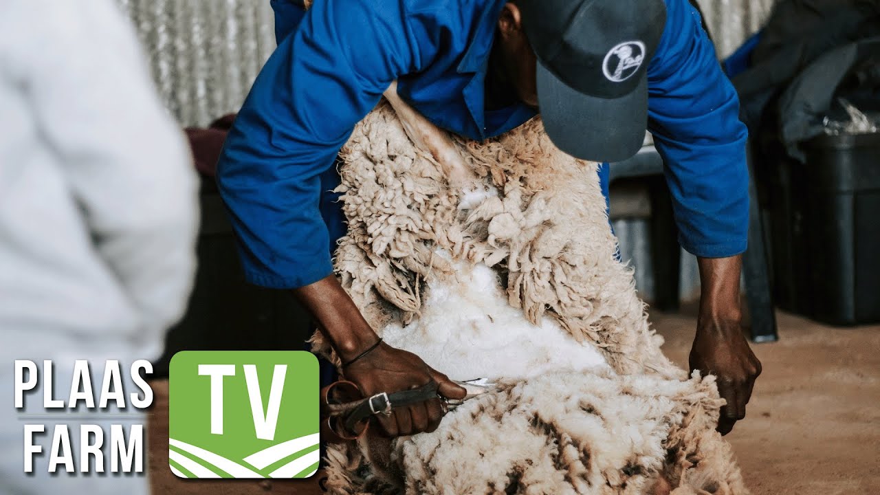 Cape Wools SA reaffirms role in the industry