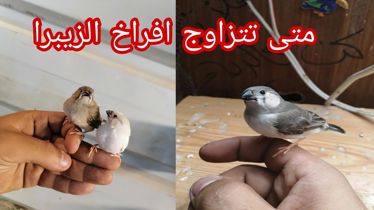 تعالو شوفوا 😍 عزلت الافراخ بقفص وصورت لحتى بيضاً.. العمر المناسب للتزاوج (افراخ الزيبرا فنش)