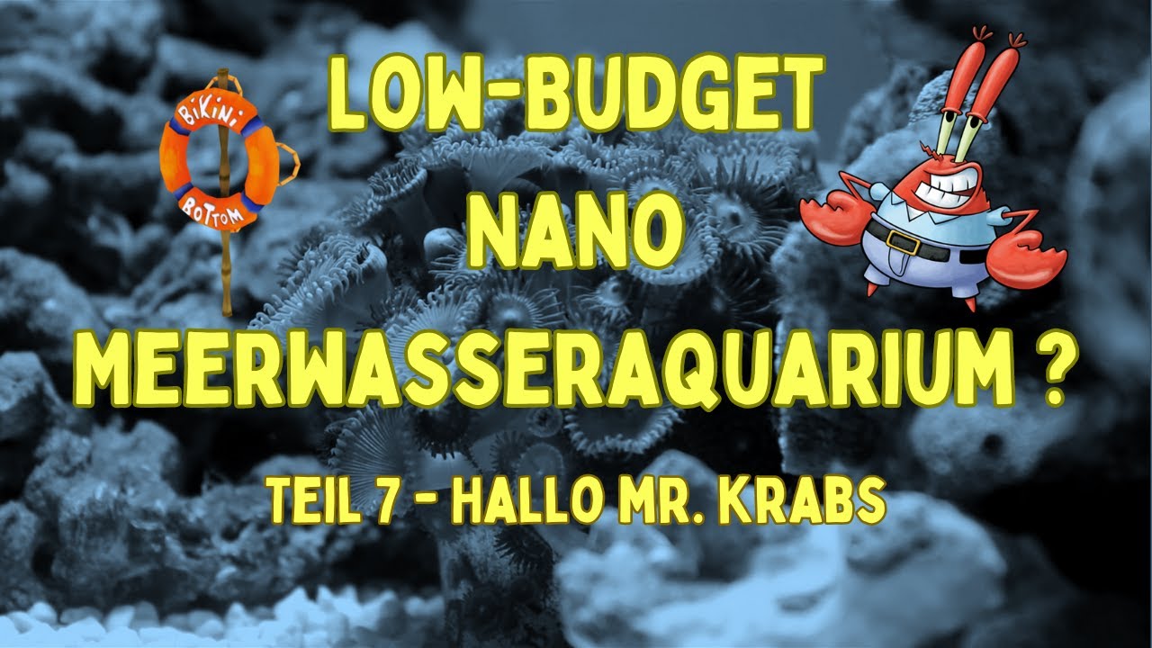Meerwasseraquarium Low-Budget Nano - Teil 7 - Hallo Mr. Krabs