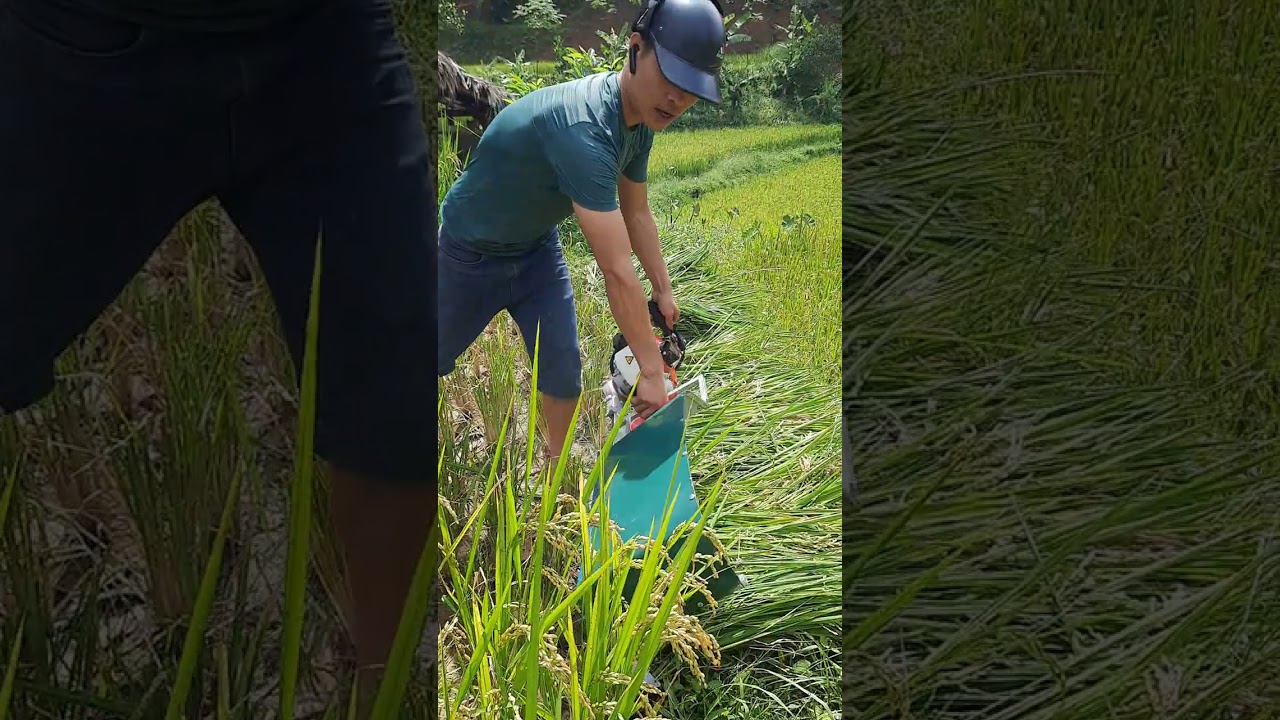 Máy gặt lúa mini giá rẻ cho bà con nông dân 0977164055