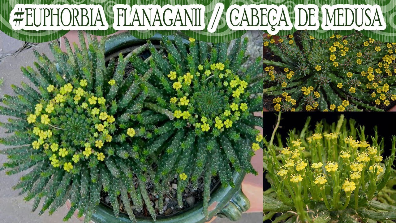 #Suculentadodia! | Euphorbia Flanaganii / Cabeça de Medusa