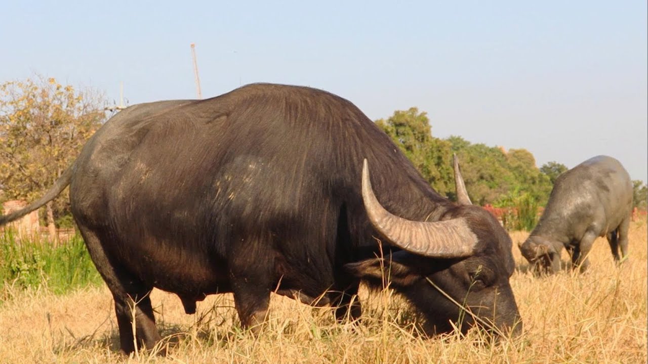 Giant buffaloes and cows graze on vast grasslands- Buffaloes and cows mooing - Buffalo and cow video