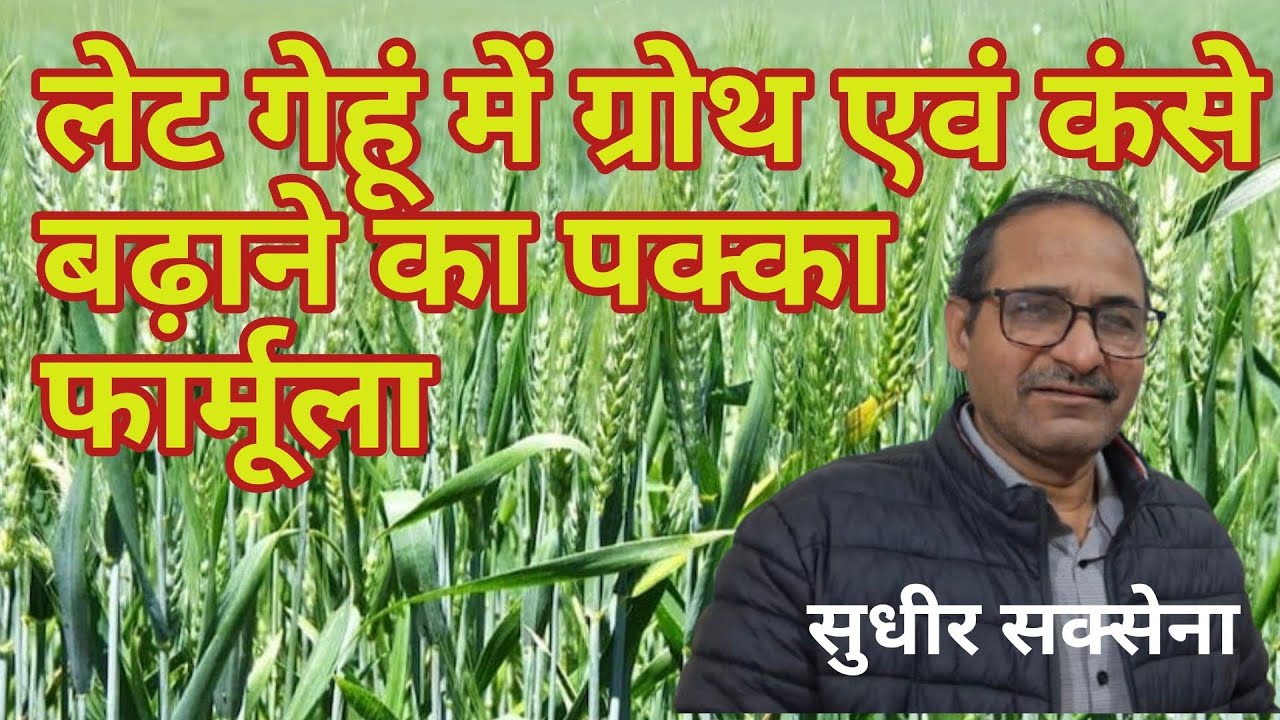 लेट गेहूं में ग्रोथ एवं कंसे कैसे बढ़ाएं। late Genhu Ki Growth Kaise Badaye। Late Gehu Ki Kheti 