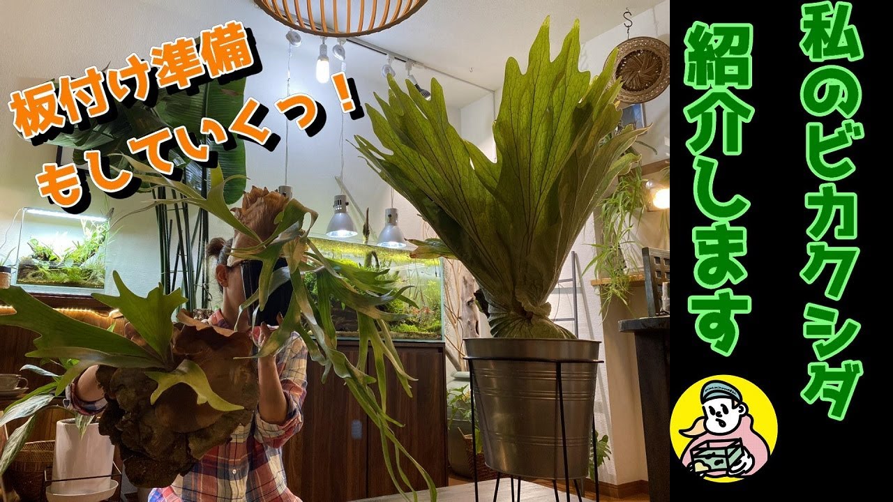 【ビカクシダ】私のビカクシダ紹介します（板付けもしていくので準備と商品紹介をしていくっコウモリラン、着生植物）