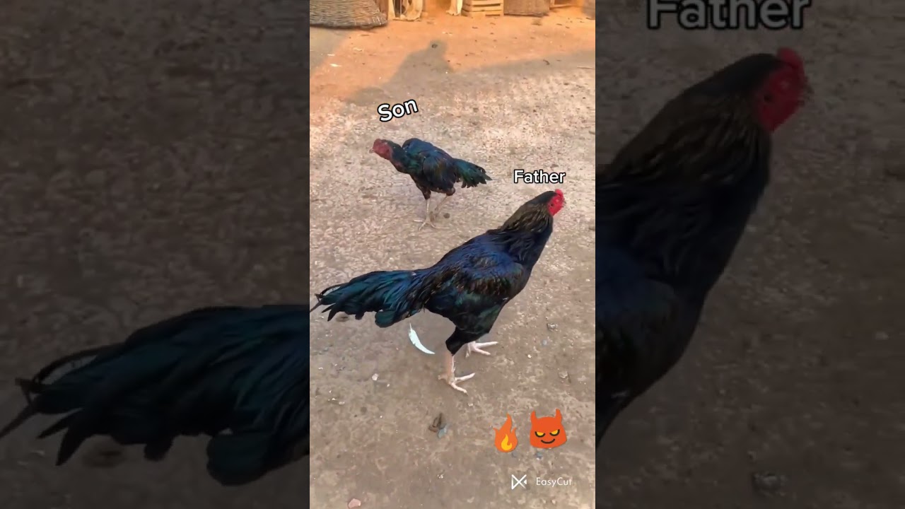 son and father fight 🔥. #shorts #hen #viral #fight #fly #son #father #hen #shorts .