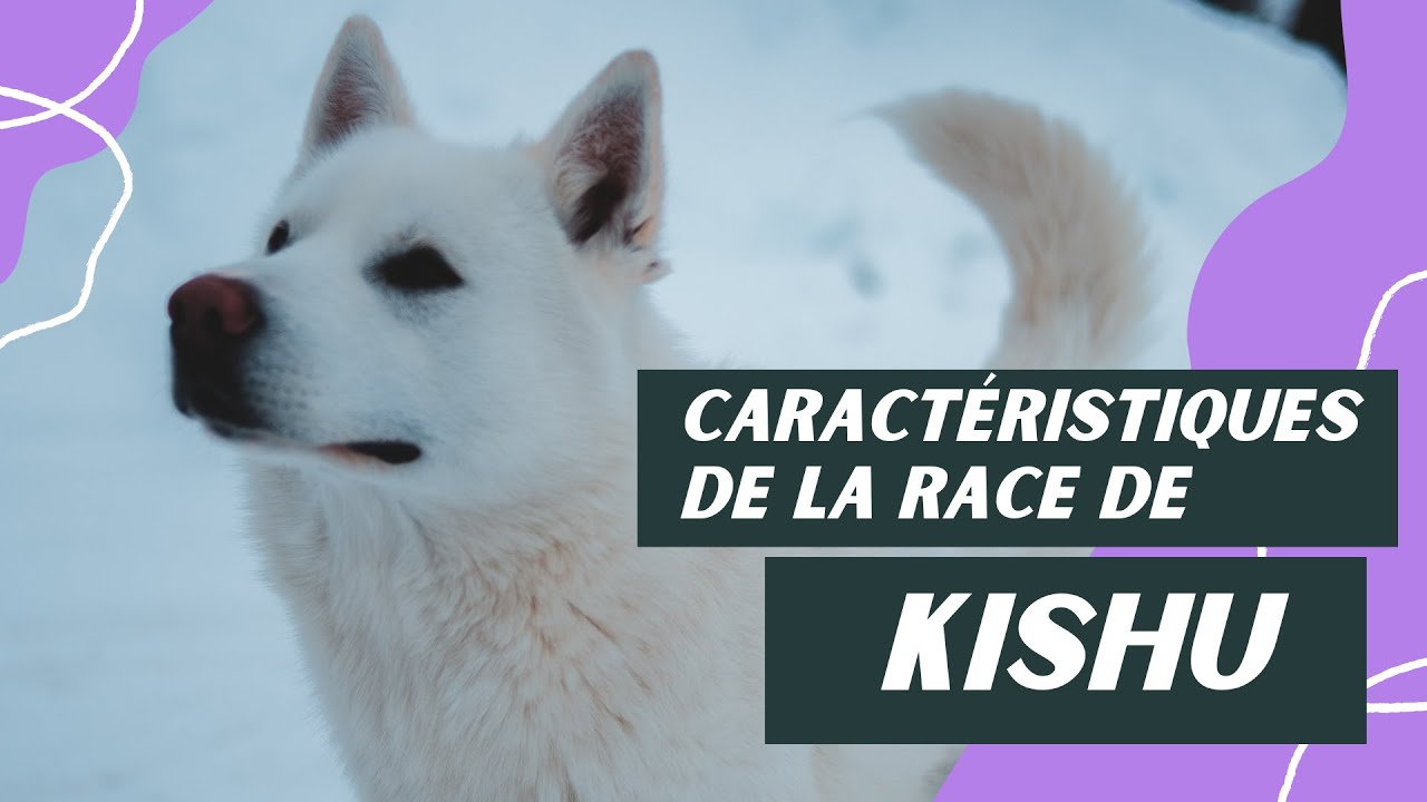 Caract&eacute;ristiques De La Race De Kishu 🐾