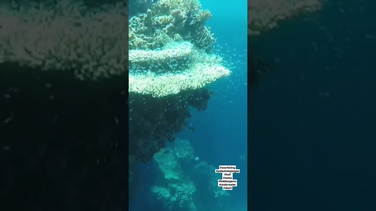 snorkeling menjangan island west bali #snorkeling #shorts #nemo #hiddengems #underwater #deepbluesea