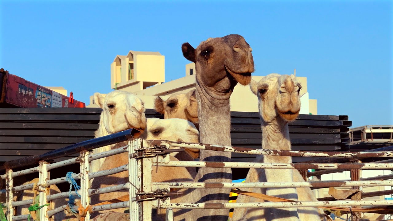 رحلة الرياض حي الملك سلمان الجميل Riyadh trip, King Fahd Al Jamil neighbourhood