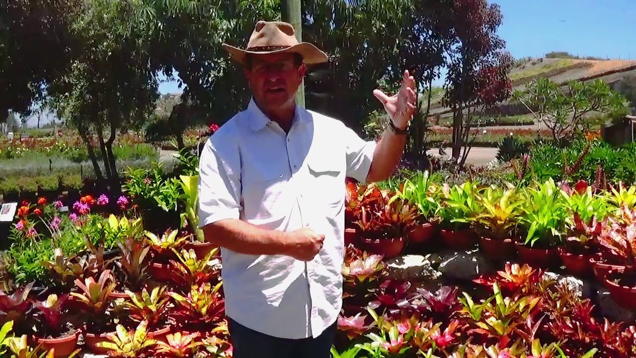 Tom Jesch - Brom'ance In The Garden!
