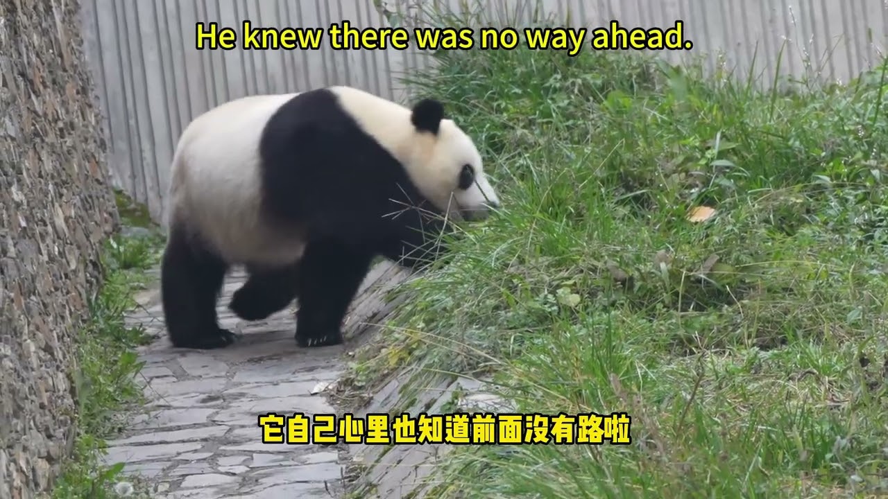【我爱大熊猫】卖力表演过后受称赞走起路的姿势都变了 The panda was praised after its hard performance #熊猫 #panda #我爱大熊猫