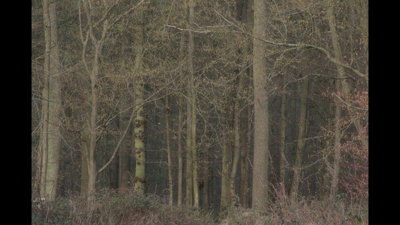 Chemins de traverse