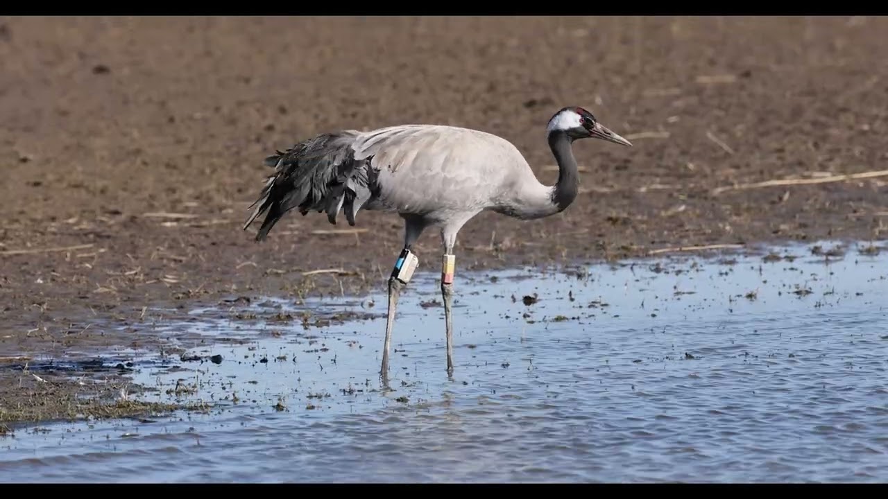 Common Crane  