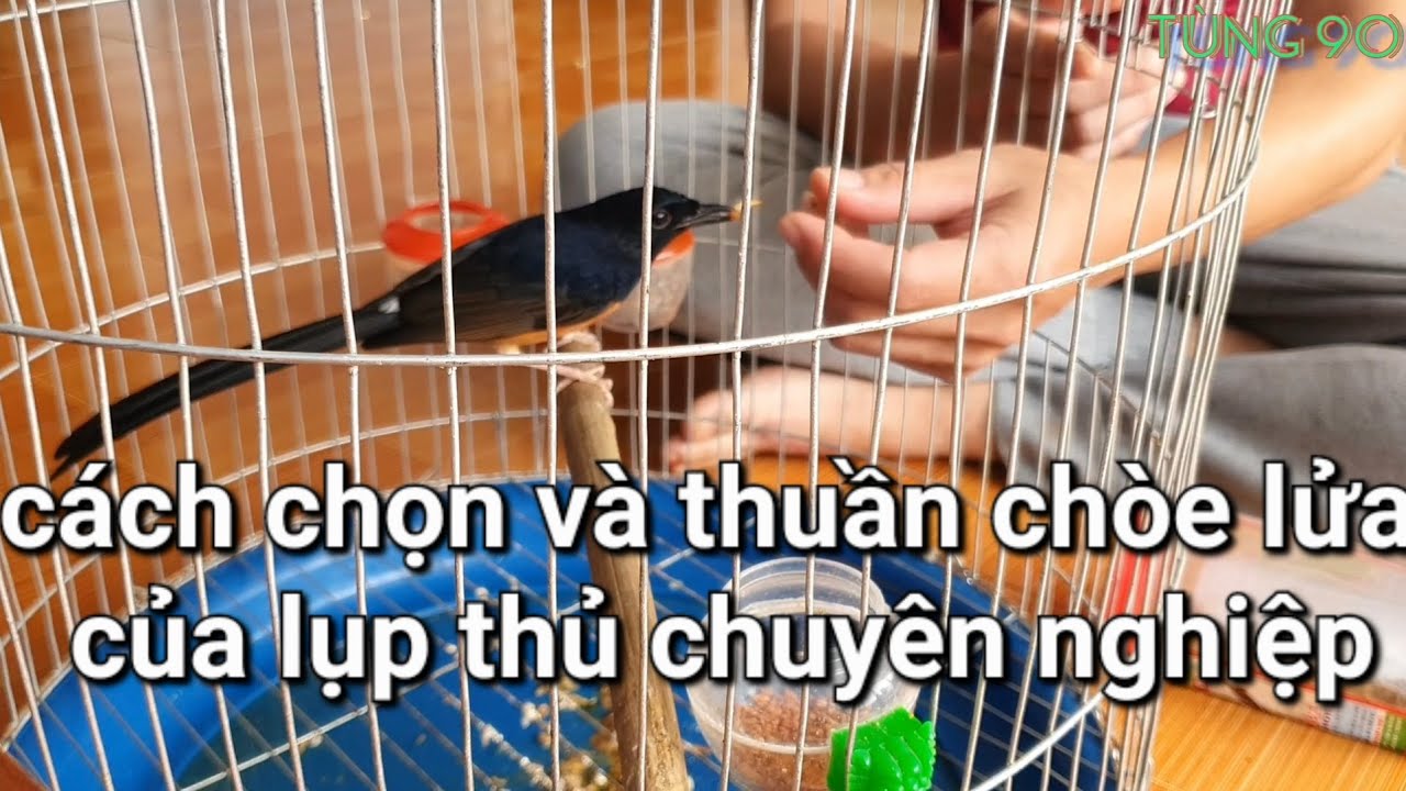 Cách chọn và huấn luyện chòe lửa bổi / Tùng 90