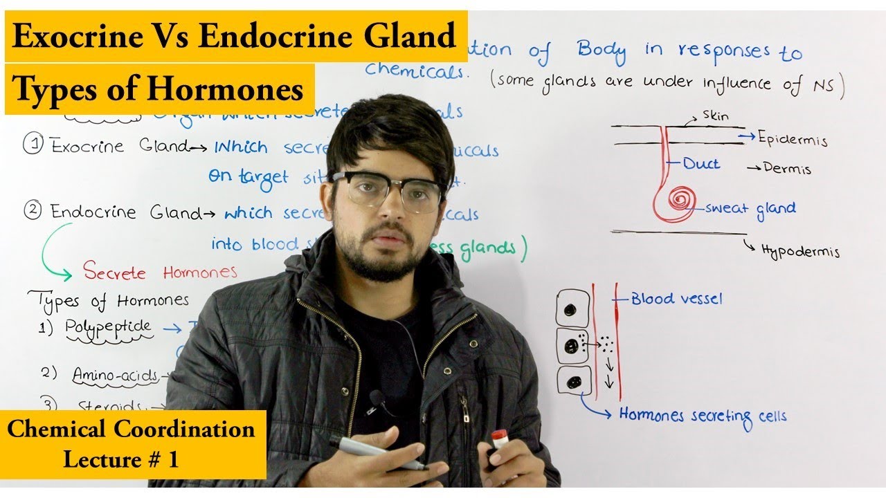 Chemical Coordination | Endocrine and Exocrine Glands |