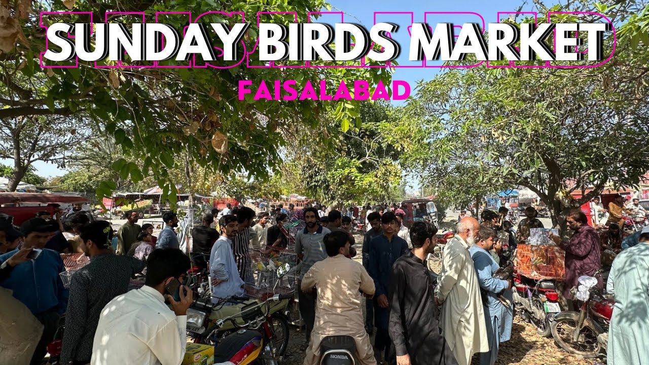 Sunday🔥 Birds Market 🐣Faisalabad visit Hafizbirdsofficial team met up 🥰