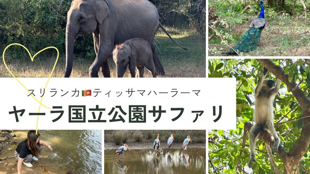 【スリランカ🇱🇰ヤーラ国立公園サファリ】予約費用詳細も!!