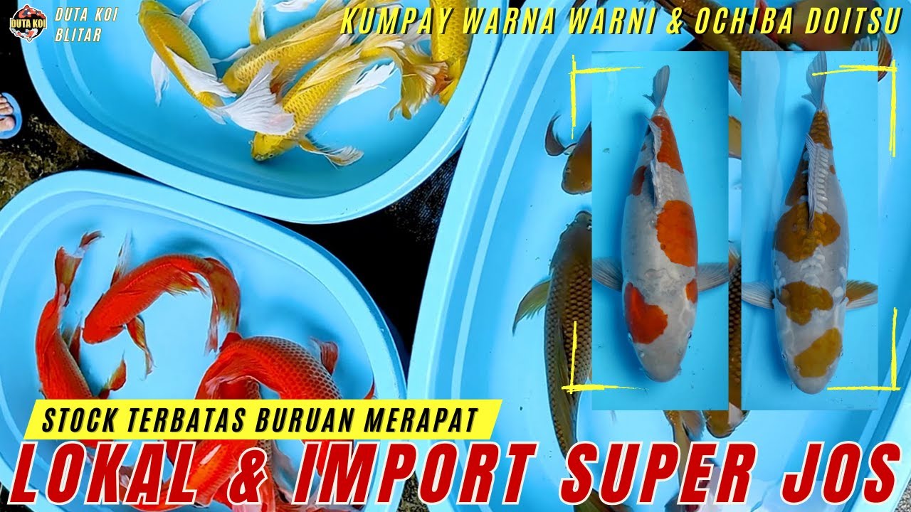 LIMITED EDITION!! KOI LOKAL & IMPORT ISTIMEWA: KUMPAY WARNA WARNI & OCHIBA DOITSU BERSERTI !!