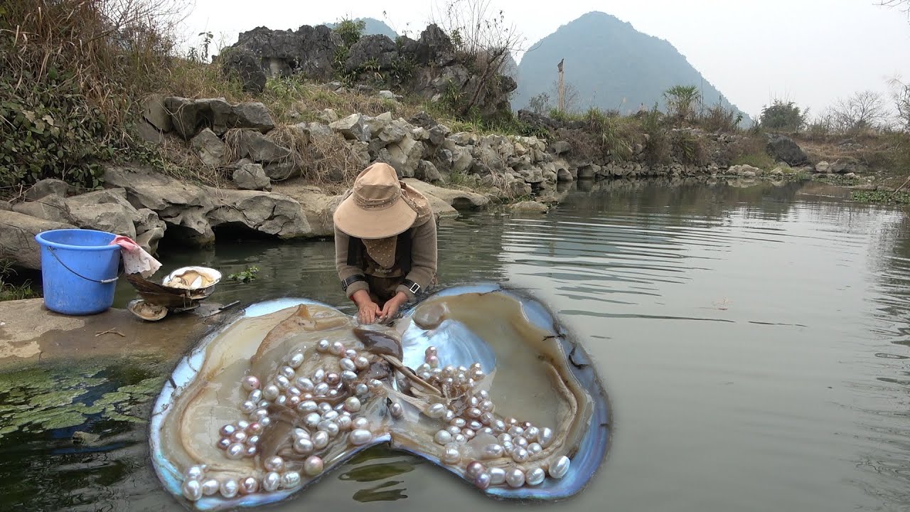 Pearls in shells/shells grow up in river water