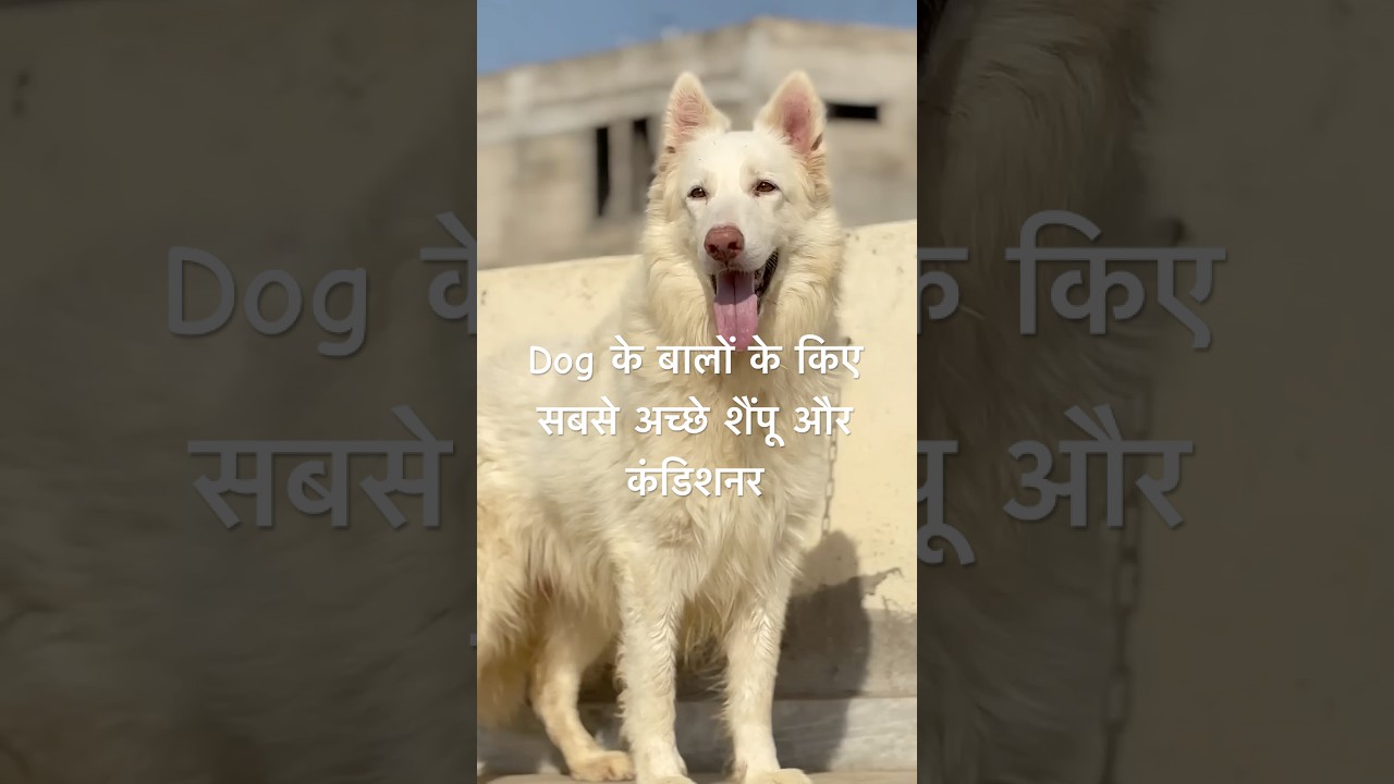 White German Shepherd Dog. GsdIndian. #gsdindian #whitegermanshepherd #germanshepheard