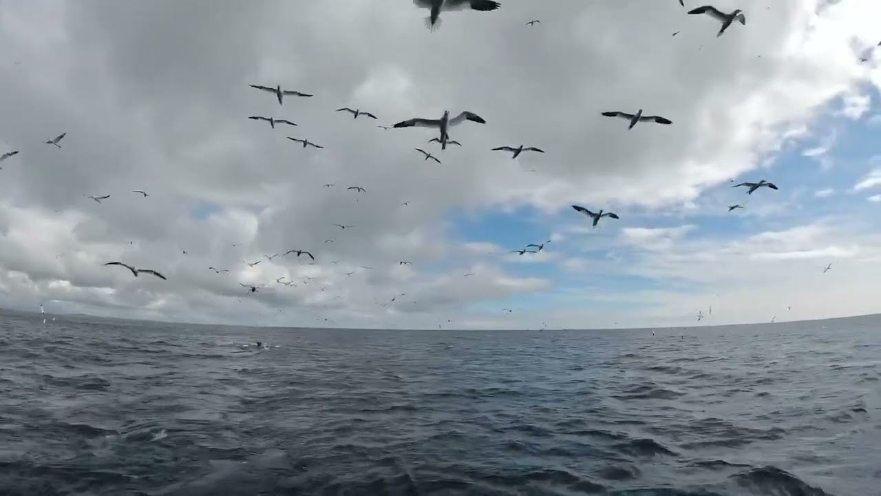 Shetland: Noss boat trip May 2022