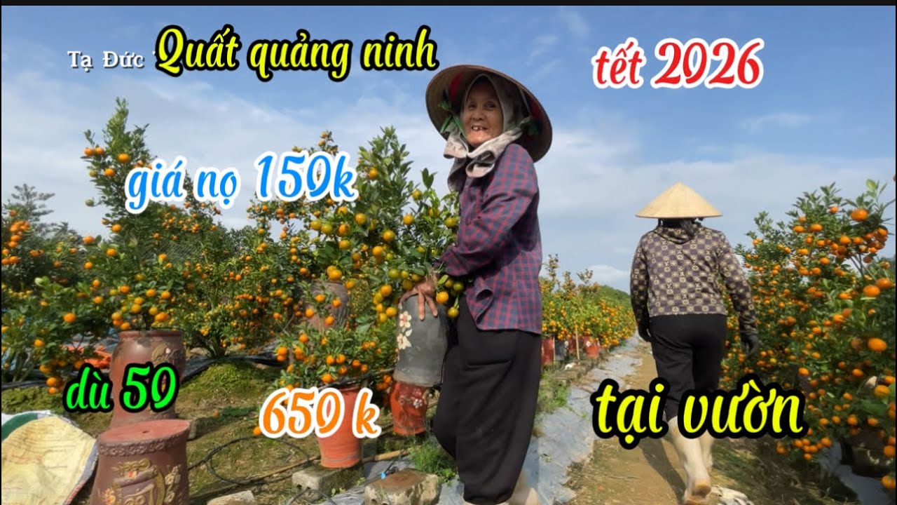 quất giá rẻ tại quảng ninh