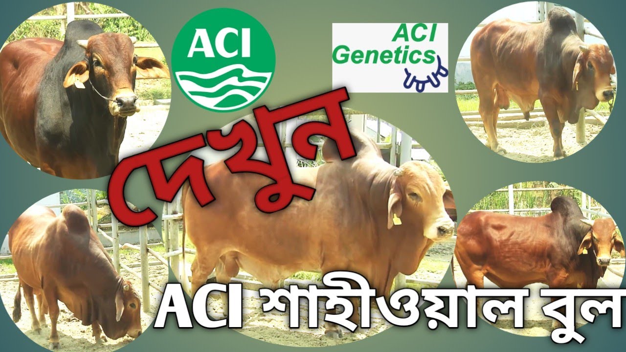 দেখুন ACI genetics এর শাহীওয়াল জাতের বুল গুলো দেখতে কেমন।# ACI Genetics BD