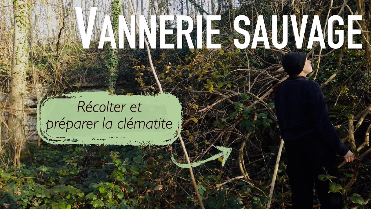 SAVOIR-FAIRE #1- La clématite en vannerie, récolte et écorçage