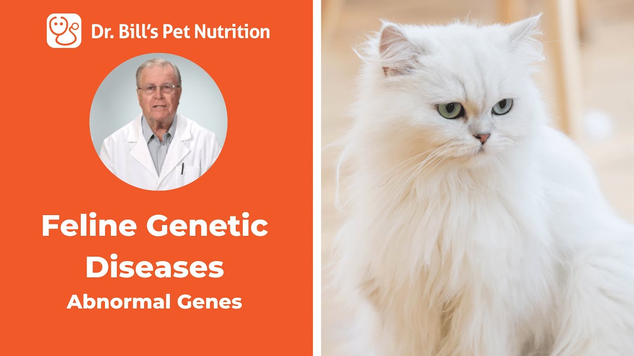 Feline Genetic Diseases | Abnormal Genes | Dr. Bill's Pet Nutrition