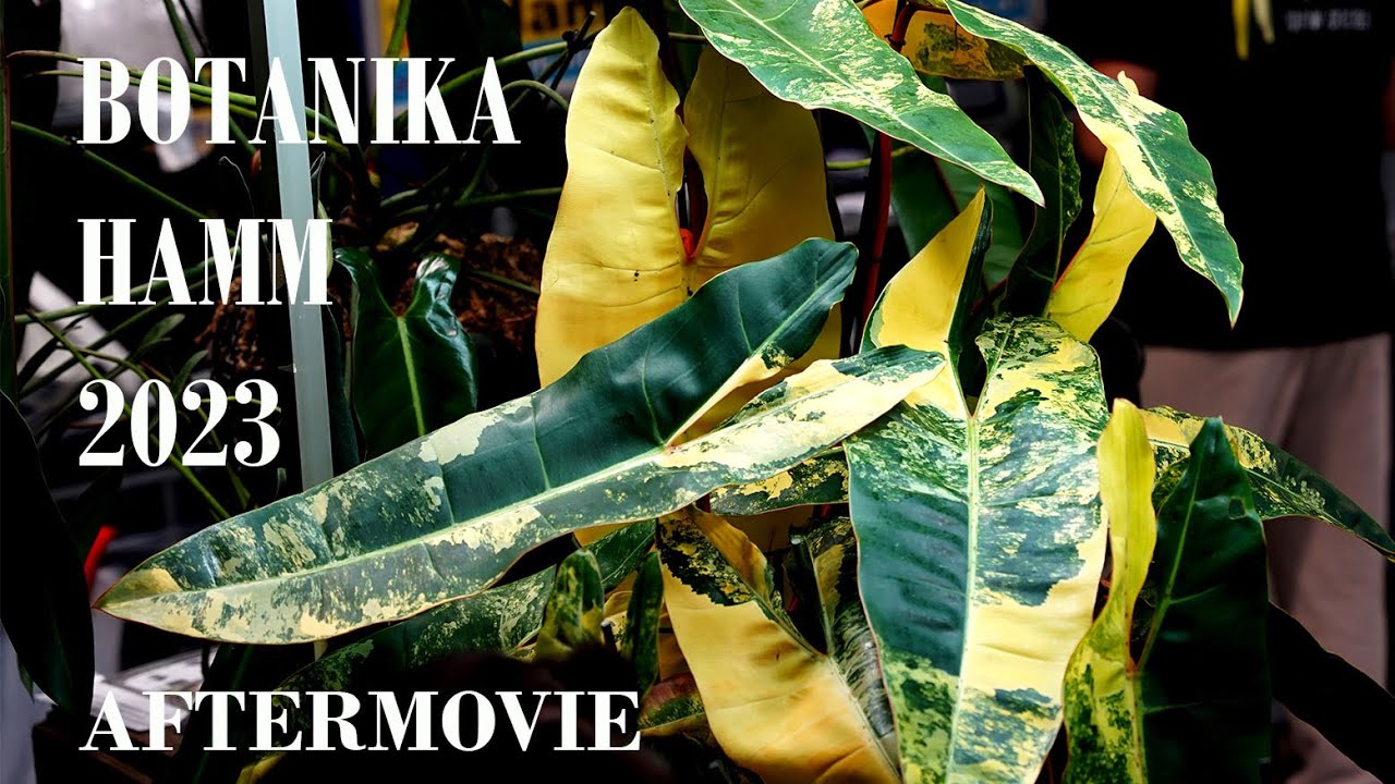BOTANIKA HAMM 2023 AFTERMOVIE