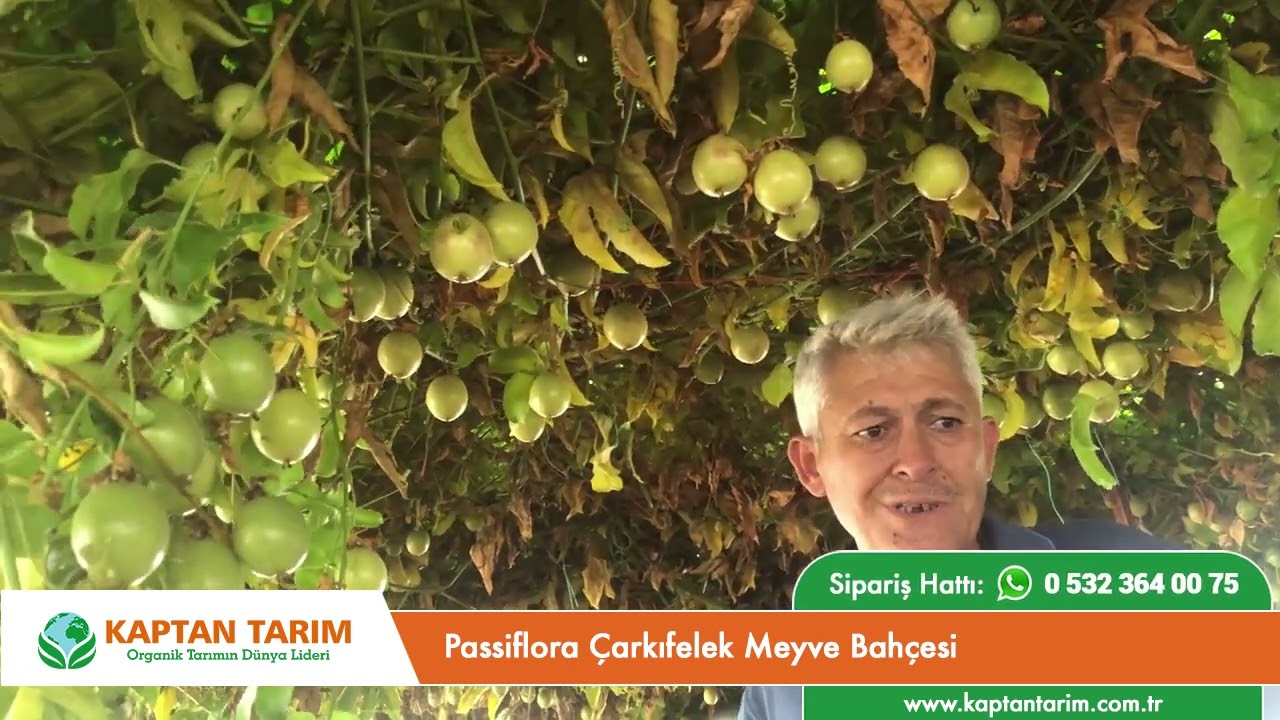 Passiflora Çarkıfelek Meyve Bahçesi