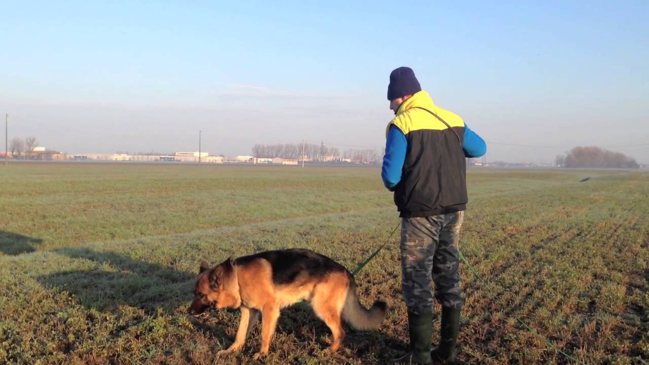 Lavoro di Pista