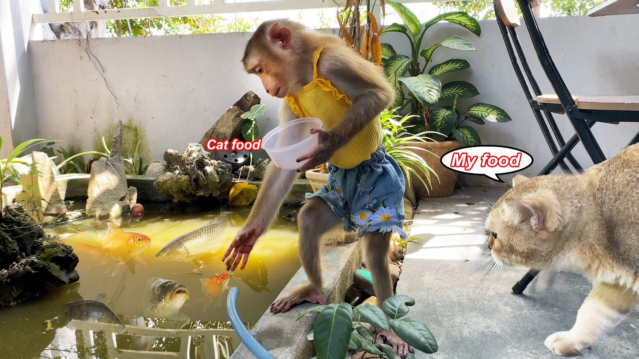Lyly... Stop it! Monkey Lyly steals Tommy's cat food to feed the fish and the end of her mischief...
