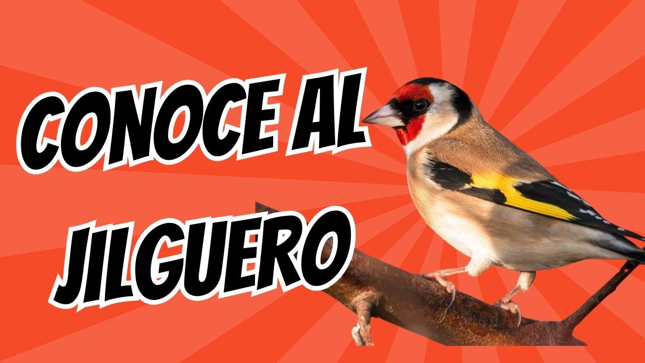 ¿CONOCES LA HISTORIA DEL JILGUERO?