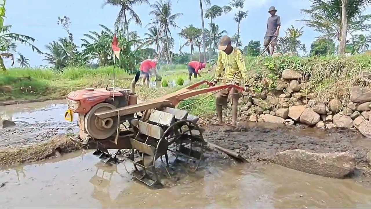 Langsung tandur...traktor sawah menggarap lahan berbatu.
