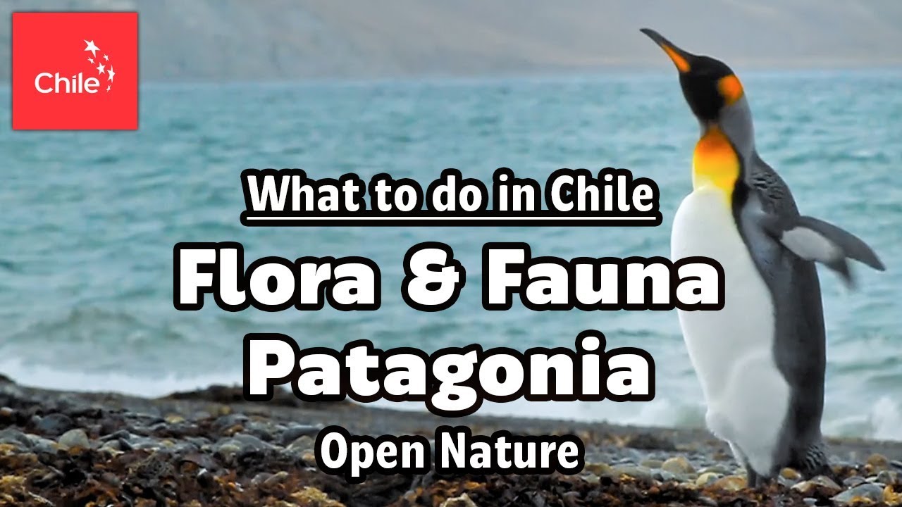 What to do in Chile: Flora & Fauna Patagonia - Open Nature